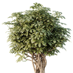 HQ Tree and bush garden box outdoor VOL 32