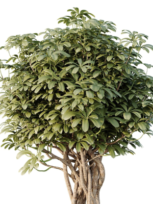 hq-tree-and-bush-garden-box-outdoor-vol-32-3d-model-204ba6ceb3