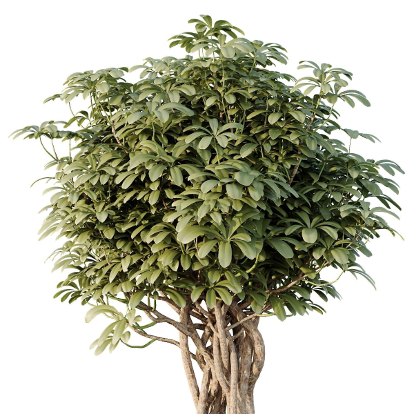 HQ Tree and bush garden box outdoor VOL 32
