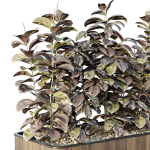 HQ Tree and bush garden box outdoor VOL 33
