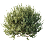 HQ Tree and bush garden box outdoor VOL 34