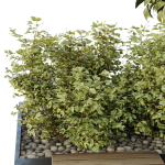 HQ Tree and bush garden box outdoor VOL 34