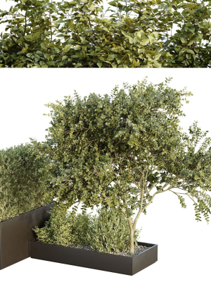 HQ Tree and bush garden box outdoor VOL 35