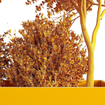 HQ Tree and bush garden box outdoor VOL 35