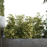 HQ Tree and bush garden box outdoor VOL 35