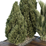 HQ Tree and bush garden box outdoor VOL 39