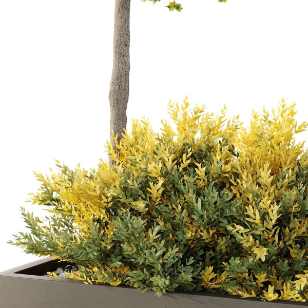 HQ Tree and bush garden box outdoor VOL 42