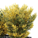 HQ Tree and bush garden box outdoor VOL 42