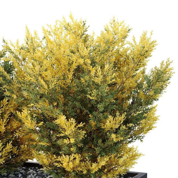 HQ Tree and bush garden box outdoor VOL 42