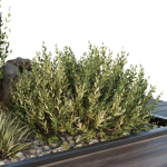 HQ Tree and bush garden box outdoor VOL 43