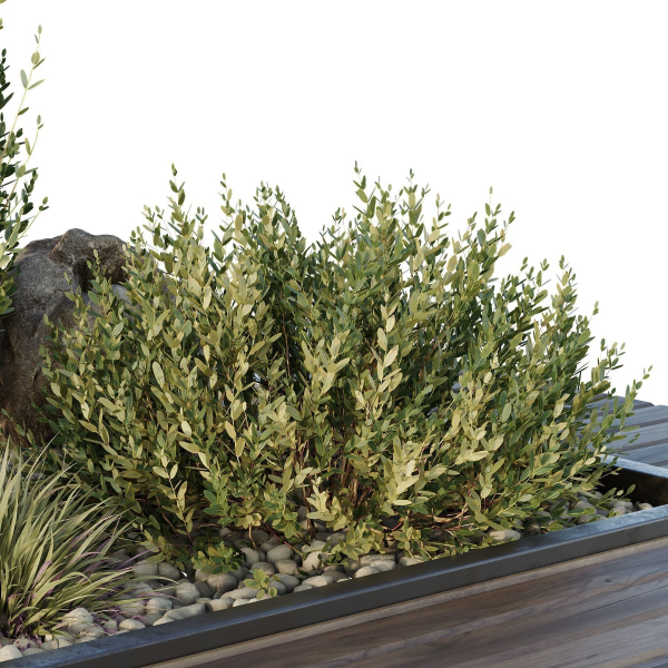 HQ Tree and bush garden box outdoor VOL 43