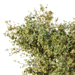 HQ Tree and bush garden box outdoor VOL 43