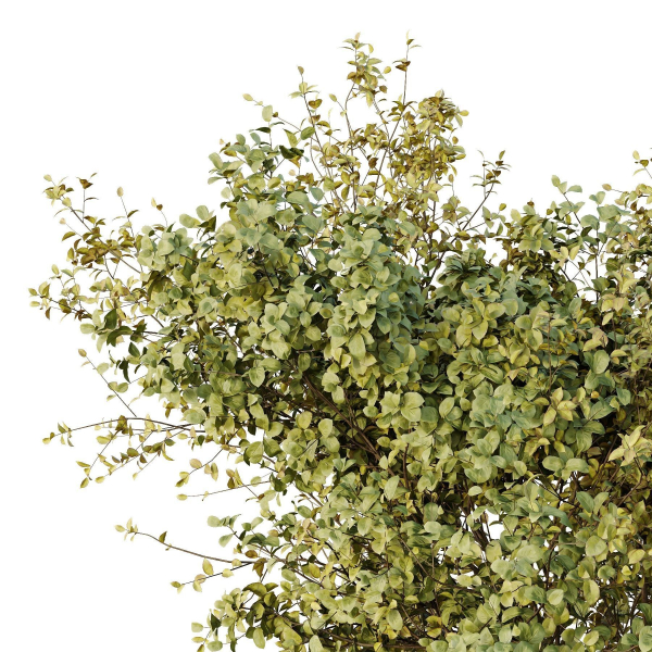 HQ Tree and bush garden box outdoor VOL 43