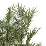 HQ Tree and bush garden box outdoor VOL 44