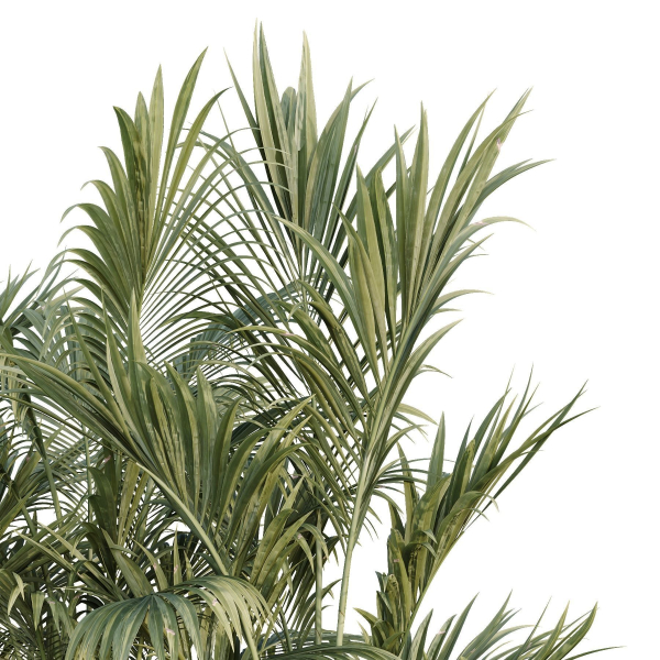 HQ Tree and bush garden box outdoor VOL 44