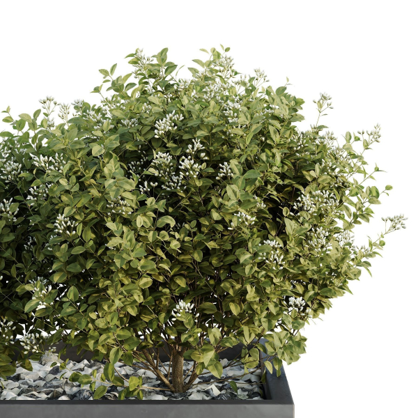 HQ Tree and bush garden box outdoor VOL 47