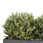 HQ Tree and bush garden box outdoor VOL 47