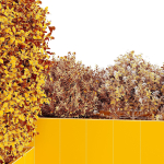 HQ Tree and bush garden box outdoor VOL 47