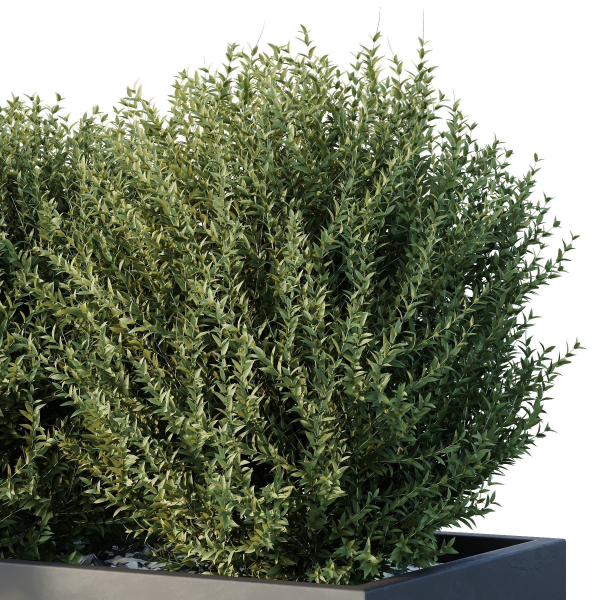 HQ Tree and bush garden box outdoor VOL 48