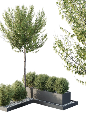 HQ Tree and bush garden box outdoor VOL 48