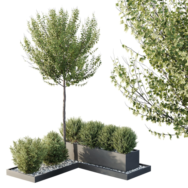 HQ Tree and bush garden box outdoor VOL 48