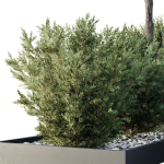 HQ Tree and bush garden box outdoor VOL 48