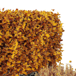 HQ Tree and bush garden box outdoor VOL 49