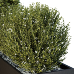 HQ Tree and bush garden box outdoor VOL 49