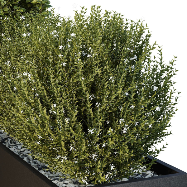 HQ Tree and bush garden box outdoor VOL 49