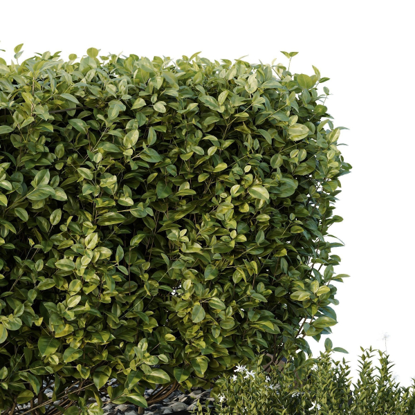 HQ Tree and bush garden box outdoor VOL 49