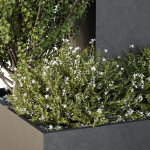 HQ Tree and bush garden box outdoor VOL 49