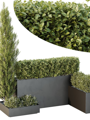 HQ Tree and bush garden box outdoor VOL 49