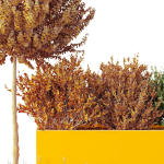 HQ Tree and bush garden box outdoor VOL 50