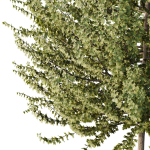 HQ Tree and bush garden box outdoor VOL 50