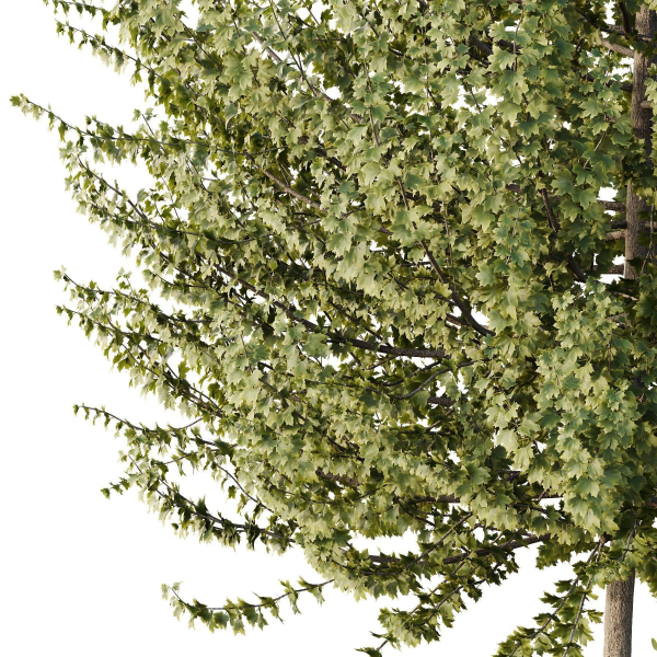 HQ Tree and bush garden box outdoor VOL 50