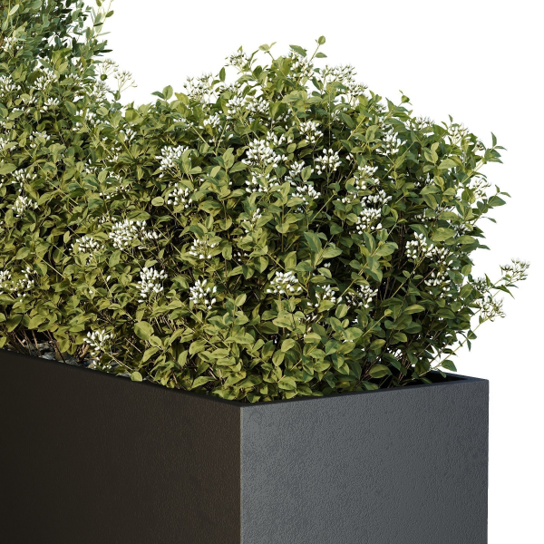 HQ Tree and bush garden box outdoor VOL 50