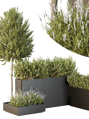 HQ Tree and bush garden box outdoor VOL 50