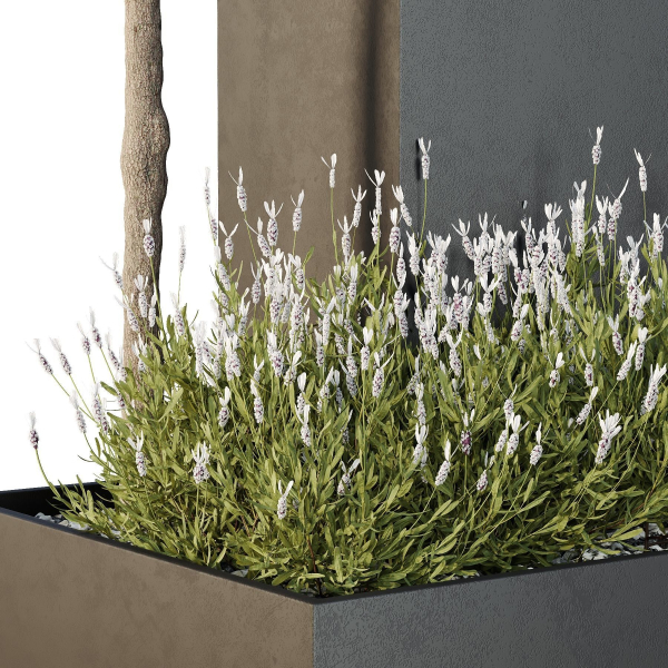 HQ Tree and bush garden box outdoor VOL 50