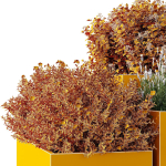 HQ Tree and bush garden box outdoor VOL 51