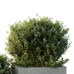 HQ Tree and bush garden box outdoor VOL 51