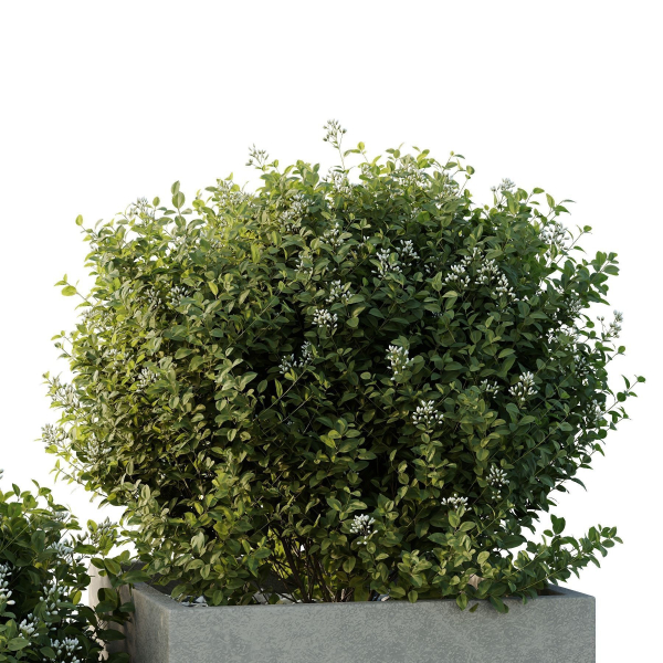 HQ Tree and bush garden box outdoor VOL 51