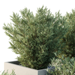 HQ Tree and bush garden box outdoor VOL 52