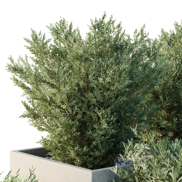 HQ Tree and bush garden box outdoor VOL 52