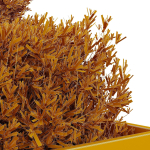 HQ Tree and bush garden box outdoor VOL 52