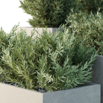 HQ Tree and bush garden box outdoor VOL 52