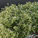 HQ Tree and bush garden box outdoor VOL 53