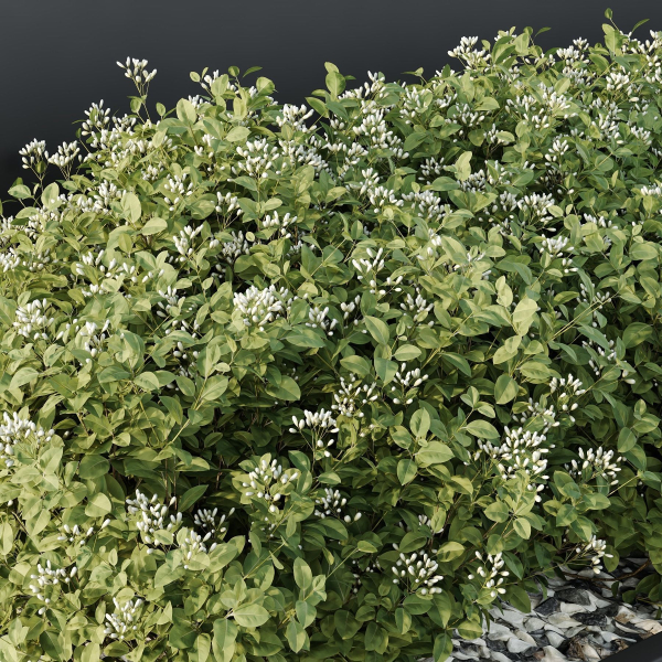 HQ Tree and bush garden box outdoor VOL 53