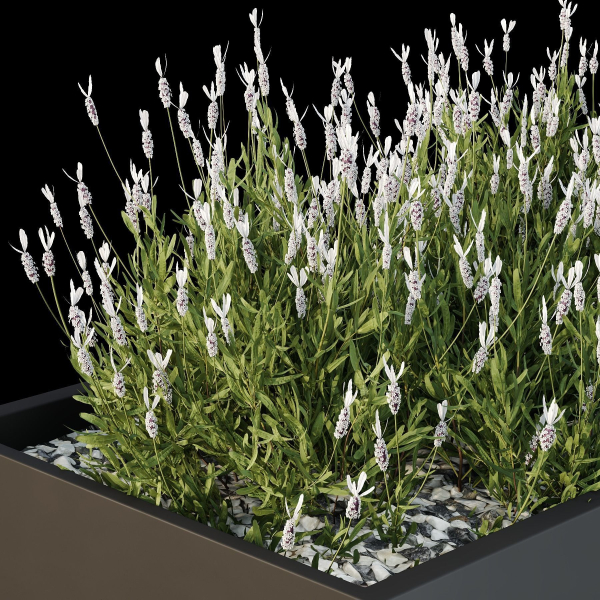 HQ Tree and bush garden box outdoor VOL 53