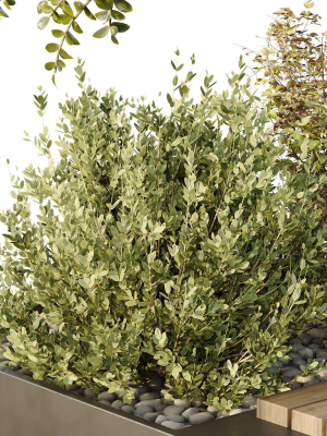 hq-tree-and-bush-garden-box-outdoor-vol-54-3d-model-a41d00f8ea