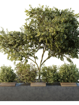 HQ Tree and bush garden box outdoor VOL 54